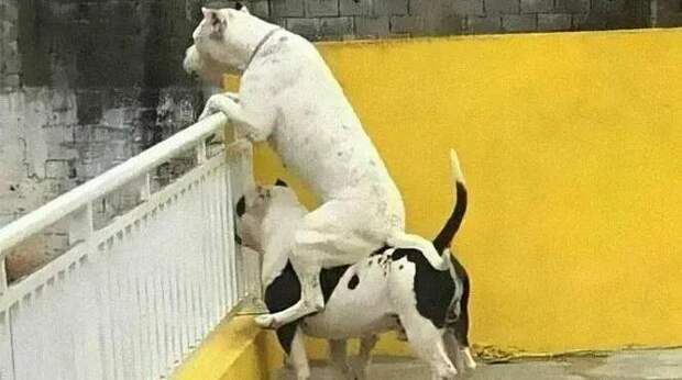 Самые смешные фото животных за февраль 2026 года