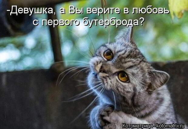 Лучшие котоматрицы недели (50 фото) Лучшие котоматрицы недели (50 фото)
