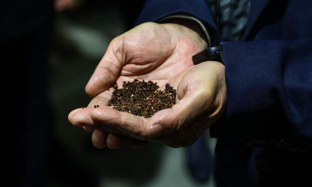 Архангельский ЦБК обеспечит четверть объёма саженцев для лесовосстановления в регионе