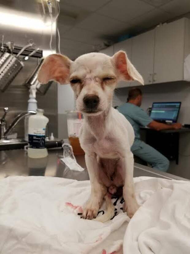Dog 22. Собака живет. Собака которая прожила максимум лет.