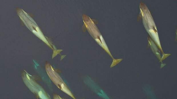 Зоологи дали новое объяснение дальним миграциям китов