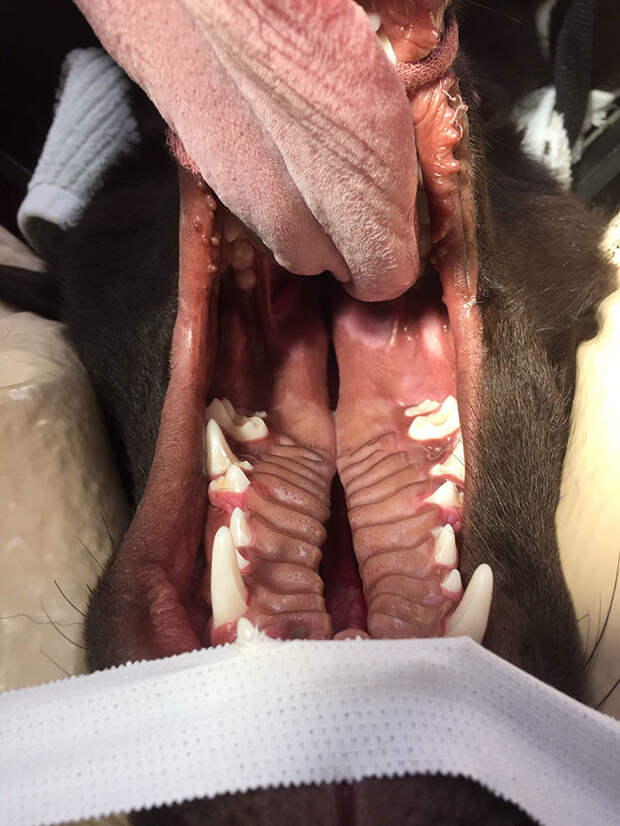 Ветеринарная медсестра спасла жизнь обреченному щенку лабрадора доброта спасет мир, животные, лечение, спасение