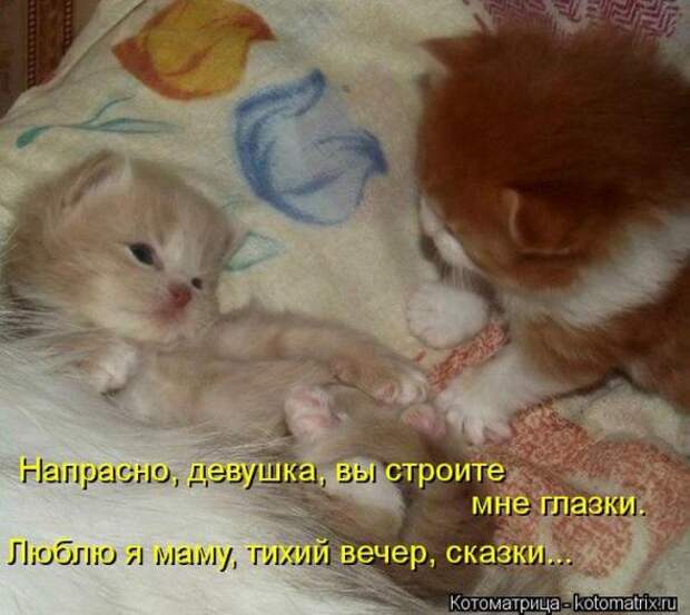 Котоматрицы (картинки с надписями)