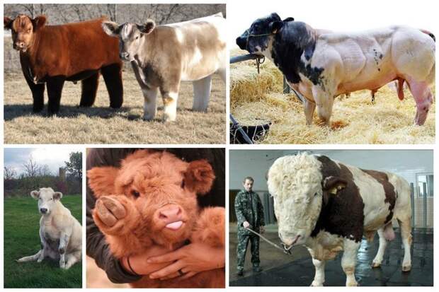 В наши дни в мире существует около 1100 пород коров (генетически устойчивых разновидностей), выведенных на основании искусственного отбора и упорного труда селекционеров буренки, животные, интересное, коровы, красота, породы