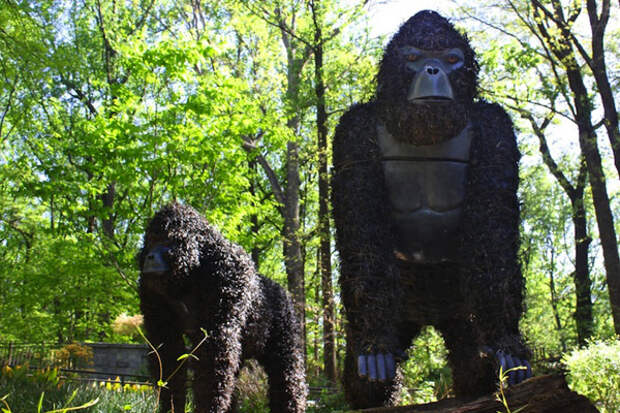 gorillas2 (700x500, 158Kb)