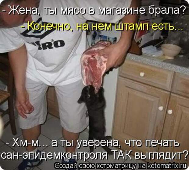 Лучшие котоматрицы недели (50 фото)