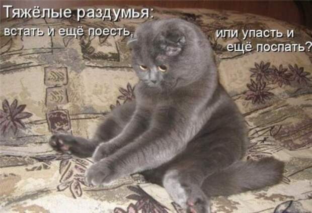 Котоматрица юморная (38 фото)