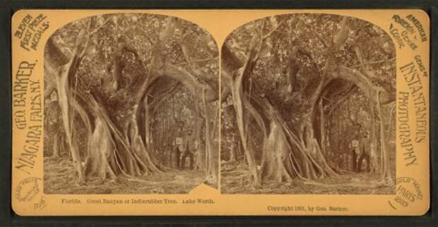Florida. Great Banyan or Indiarubber tree, Lake Worth.