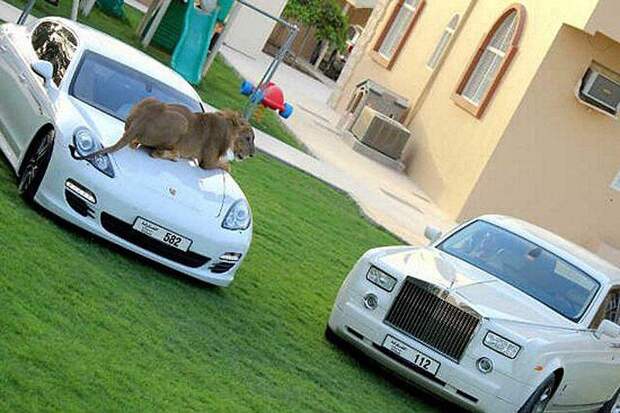 catsncars23 Хищные кошечки и дорогие машины: досуг арабского миллионера