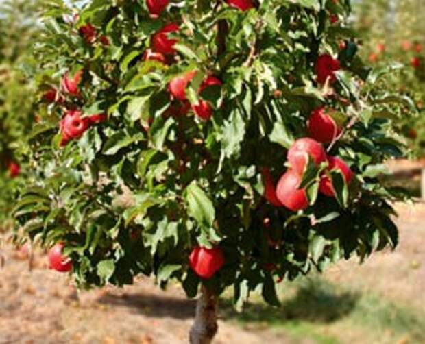 карликовые яблони