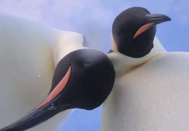 Увлеченная позированием пара сдобных пингвинов попала на видео ynews, антарктида, животные, камера, пингвин, природа, селфи, удивительное