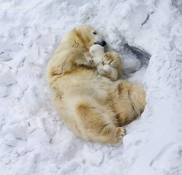 Несколько милых фотографий медведиц с детьми