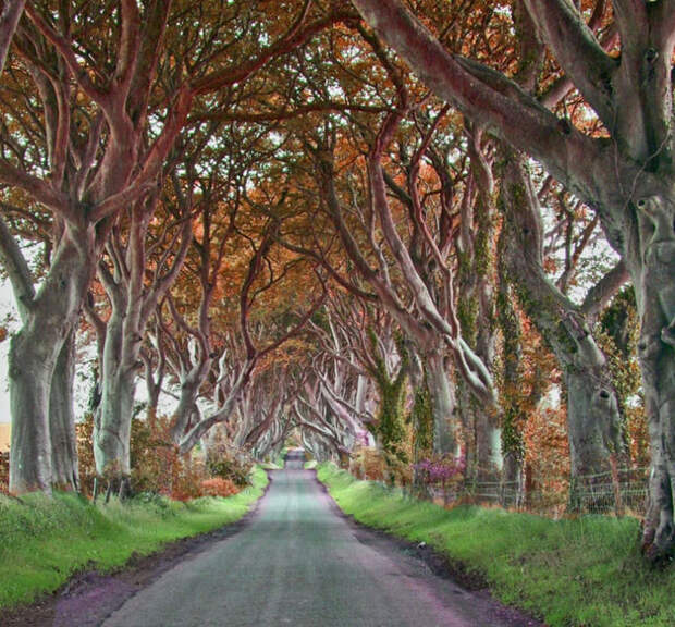 Mysterious trees in Ireland - 7
