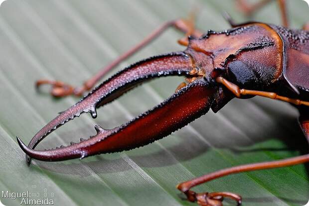 Оленерогий крупнозуб (лат. Macrodontia cervicornis)