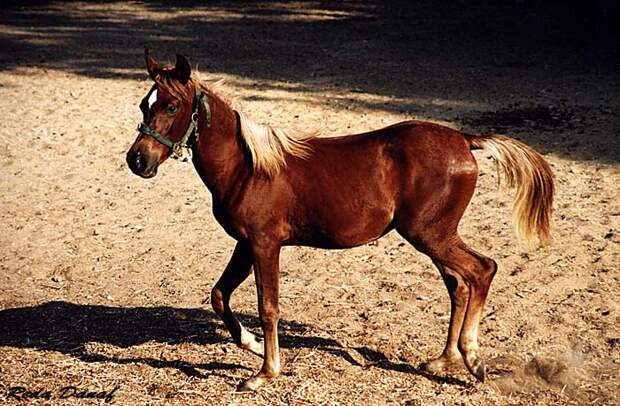 The Arabian horse