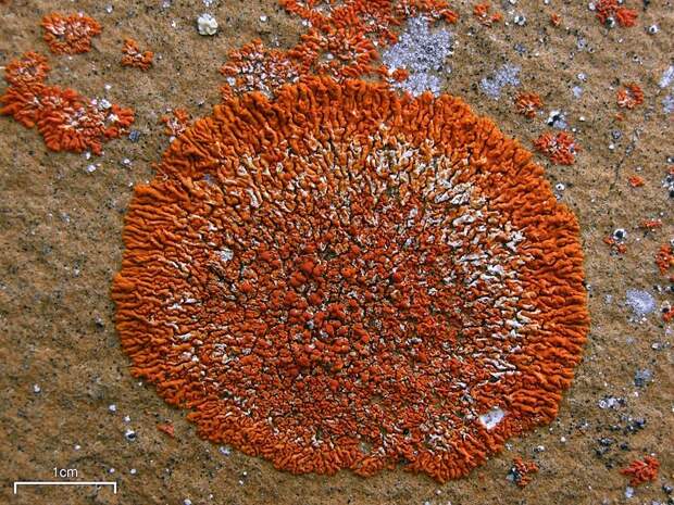 Fungi13 Самые красивые грибы в мире