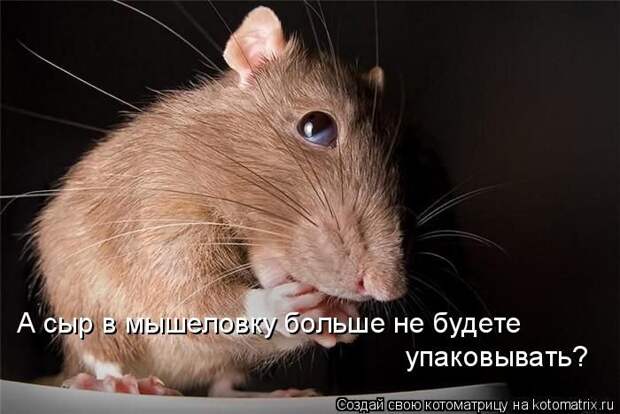 Лучшие котоматрицы недели (50 фото)