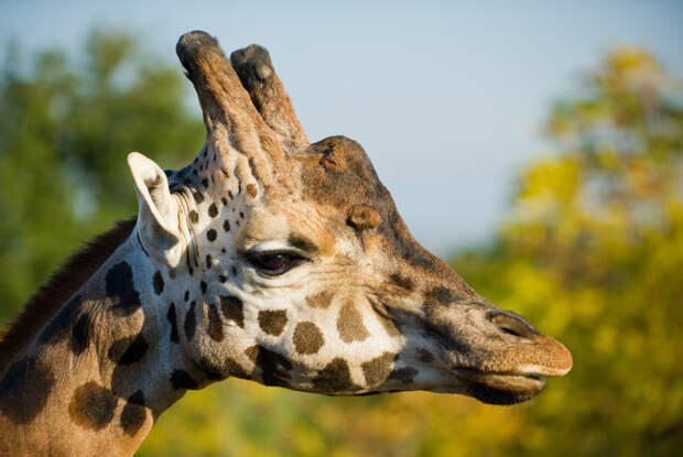 Обои жираф (giraffa camelopardalis), голова, профиль картинки на рабочий стол, раздел животные - скачать