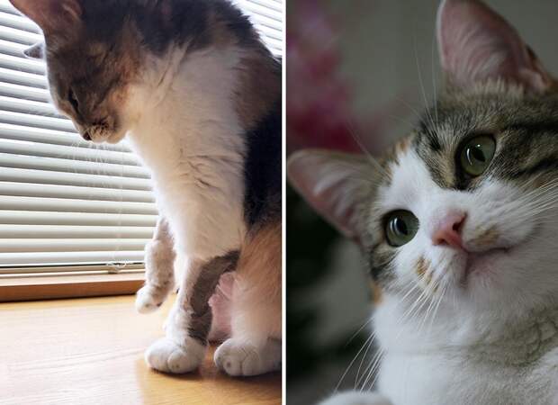 Кошки начали говорить. Кот испугался ветеринара. Кот говорит на человеческом. Видео говорящие коты на русском человеческим языком.