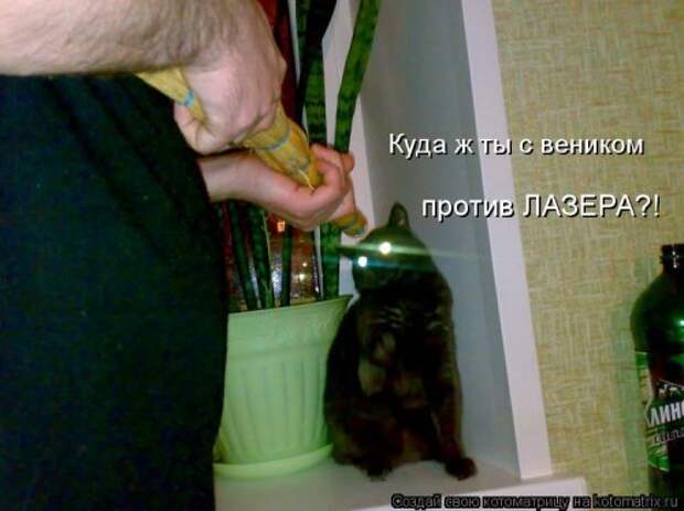 Свежая котоматрица на Бугаге (37 фото)