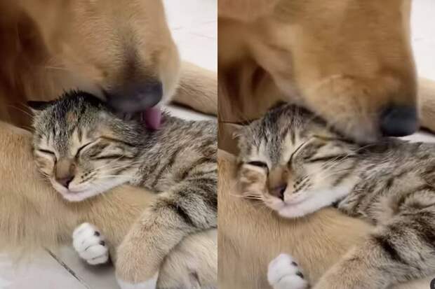 Кот и пес георгиевск