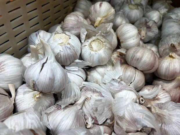 Не перепутайте удобрения: чем лучше подкормить озимый чеснок весной для крупных головок и крепкого урожая