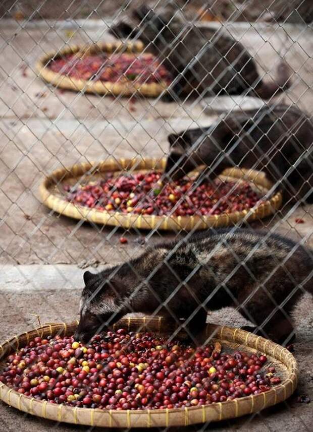 Как делают Kopi Luwak