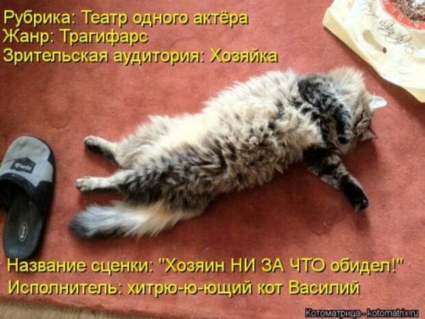 Лучшие котоматрицы за неделю (36 шт)
