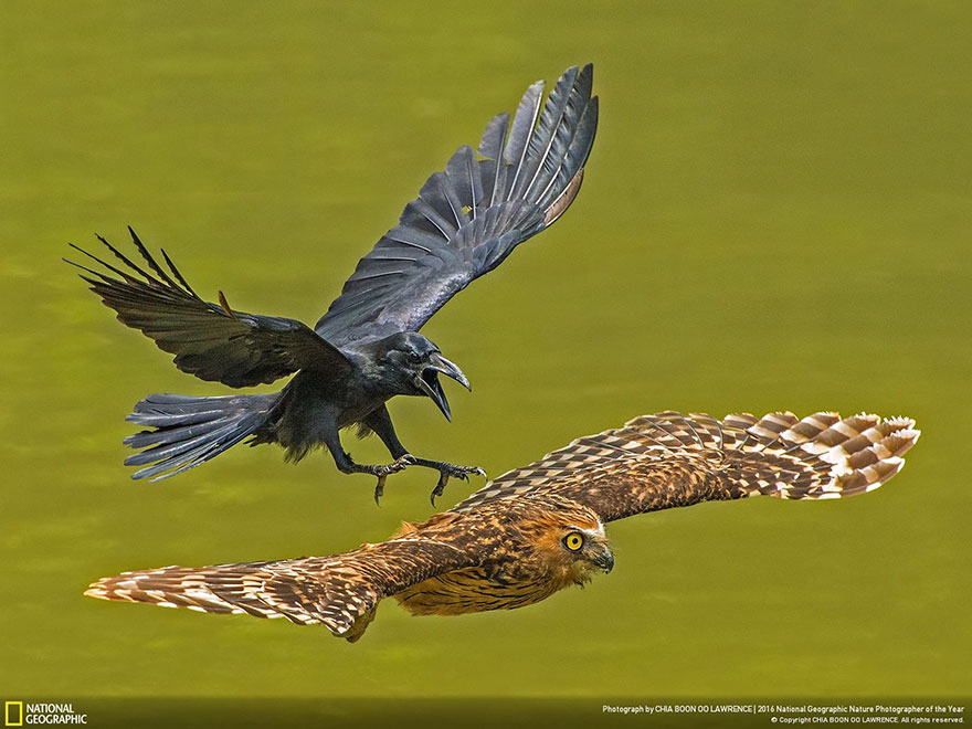 2016-national-geographic-nature-photographer-of-the-year-winners-13-584fb79ea1387__880