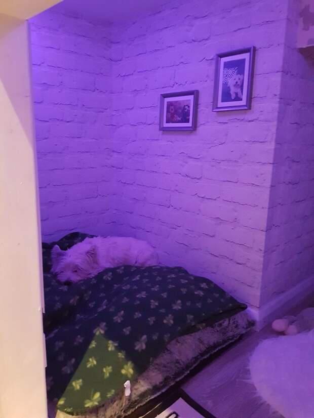 Уютная спальная зона идея, интерьер, комната, лестница, своими руками, собака, строительство