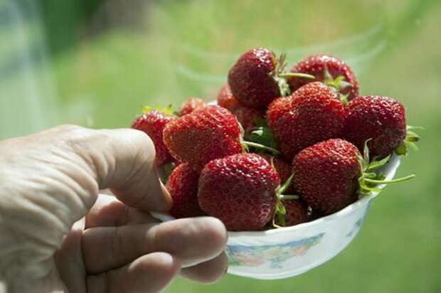 Вы заразитесь паразитами: главная ошибка, которую вы делаете при мытье клубники