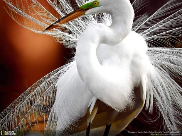 natgeocontest08 natgeocontest08 35 лучших фото животных на фотоконкурсе National Geographic Traveler