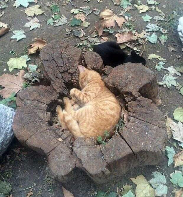20 самых внезапных котов в мире 20 самых внезапных котов в мире