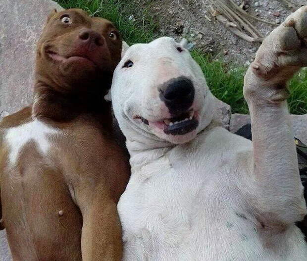 funny-tumblr-dogs92a44__700