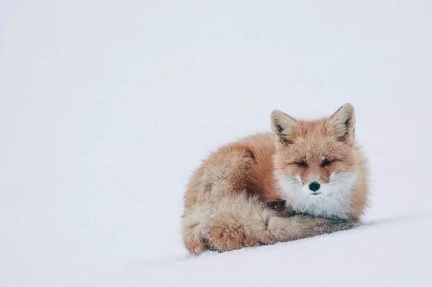 Непревзойденные портреты диких лис от горного инженера из Чукотки