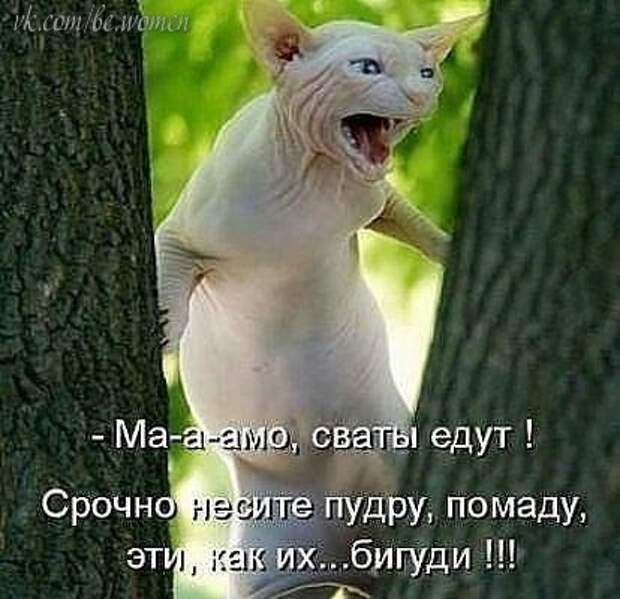 коты