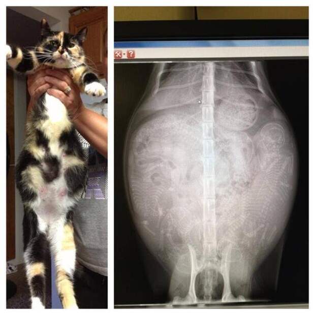 Кто в теремочке живет: рентгеновские снимки беременных животных