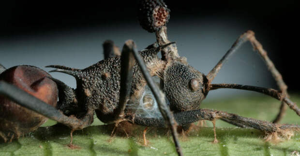 Кордицепс однобокий Этот вид грибов паразитирует на муравьях. Кордицепс изменяет поведение хозяина: зараженный муравей забирается на высоту в полметра, здесь закрепляется на листе и ждет, пока гриб прорастает сквозь все его тело. Кутикула муравья превращается в защитный футляр для гриба.