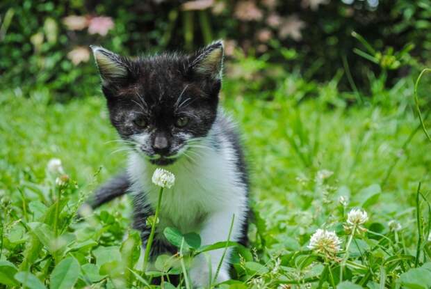 NewPix.ru - Кошки и притягательные ароматы цветов