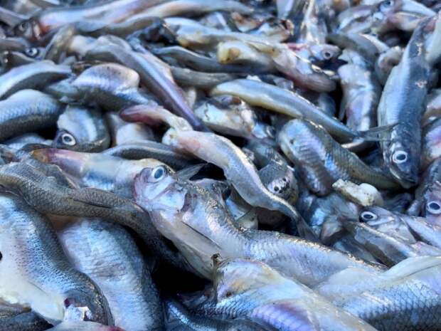 Российские рыбаки добыли около 427 тыс. тонн водных биоресурсов с начала года