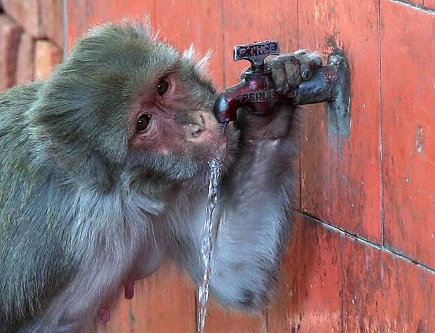 Interesting pictures with animals 09