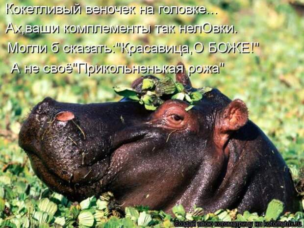 Лучшие котоматрицы недели Лучшие котоматрицы недели