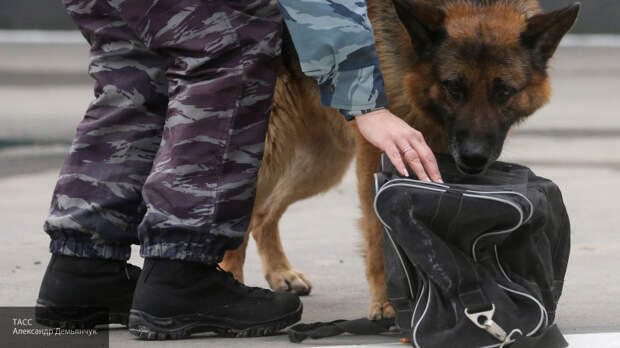 Ветеран УГРО рассказал, как собаки помогали ему в розыске преступников