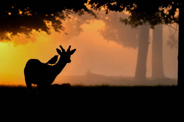 Галка сидит на олене в Буши-парке, Лондон