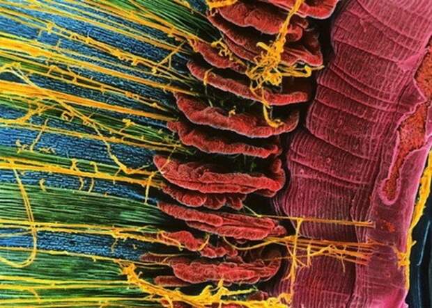 Наши органы под микроскопом