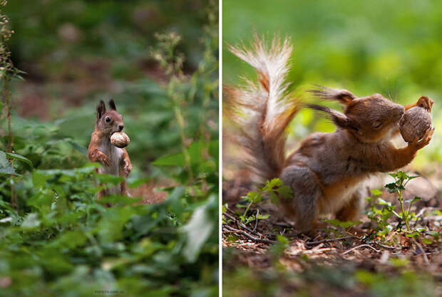 Animal Portraits