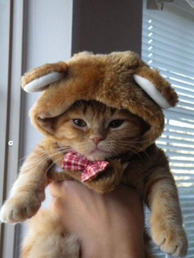Милые и забавные животные Милые и забавные животные