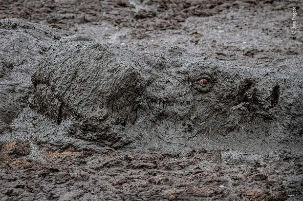 Победители фотоконкурса Wildlife Photographer of The Year 2020