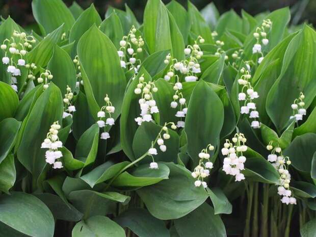 Сорта лилий, ядовитые для собак. Lily of the valley (ландыш). Источник изображения: pinterest.com. Фото.