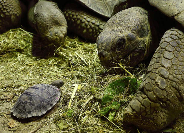 Галапагосские черепахи в зоопарке в Цюрихе